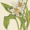 the_fawn_lily