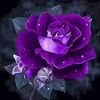 purplerose69