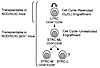 Model indicating a hierarchy of transplantable human hematopoietic cells wi