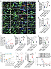 Pten K80R mutant reduces EMT during renal fibrosis.