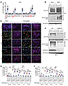 PTENK27-polyUb is required for growth factors-induced EMT.