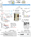 Characterization of triptolide as a MEX3C inhibitor.