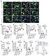 Triptolide improves renal function of fibrotic kidneys.