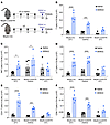 Defects in T cell recruitment to DENV-infected LNs in the MCPT5-Cre iDTR mo