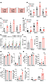 MC-dependent recruitment and contact-dependent activation and proliferation