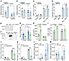 MC- and antigen-dependent γδ T cell activation is mediated through EPCR and