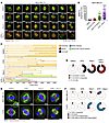 Combined ATR and Wee1 inhibition leads to mitotic defects and cancer cell d