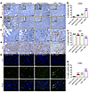 AZD6738 and AZD1775 inhibit ATR and Wee1, respectively, in vivo.