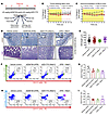 Combination treatment with ATR and Wee1 inhibitors and normal tissue toxici