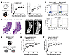 Ptpn2 haploinsufficiency promotes arthritis through T cells.