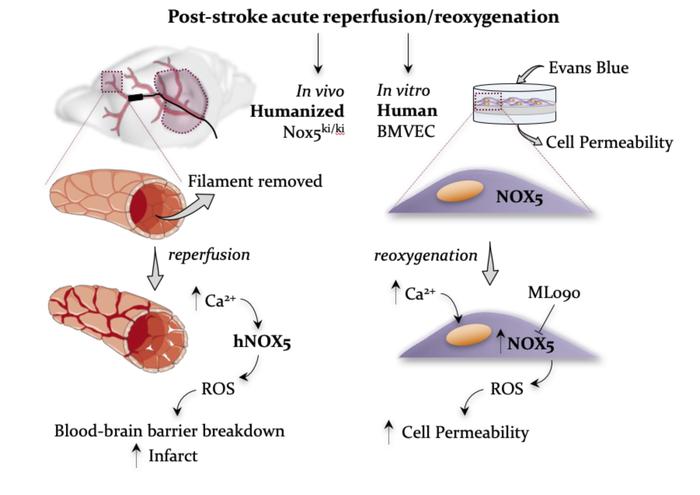 graphical abstract