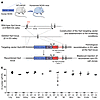 Generation and validation of the NOX5-KI mouse.