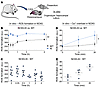 Increased in vitro ROS production is related to Ca2+ overload and NOX5.