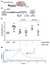 NOX5 inhibition before reoxygenation reduced cell permeability to basal lev