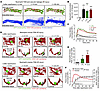 Hyperpermeability inflammatory reactions are associated with neutrophil rev