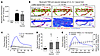 Induction of microvascular leakage promotes neutrophil reverse transendothe