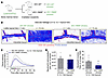 Chimeric VEC-Y658F mice exhibit reduced microvascular leakage induction and