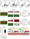 Stimulated microvascular leakage induces movement of small-molecular-weight