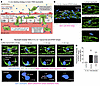 Development of an in vivo labeling strategy for tracking rTEM neutrophils.