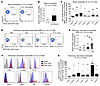 Labeled rTEM neutrophils are present in blood and pulmonary vasculature and