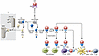 Complement activation by AAVs.