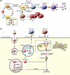 The role of APC-mediated immune responses toward AAV vectors.