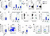 Increased spontaneous autoantibody IgG3 responses in Fcgr2b-cKO mice.