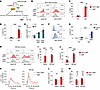 The effect of FcγRIIB on B cell signaling in MZ B cells.