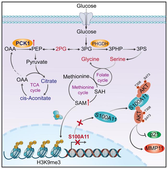 graphical abstract