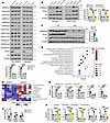 PCK1 upregulates H3K9me3 levels and provides methyl donors by enhancing SSP