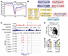 PCK1 suppresses S100A11 transcription by increasing H3K9me3 occupancy.