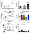 Genetic and pharmacological inhibition of NADPH oxidase 2 (NOX2) reduces ob