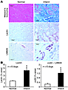 Immunohistochemical analysis in chronic canine model. Masson’s trichrome st