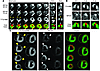 In vivo and ex vivo 111In-RP748 and 99mTc-sestamibi (99mTc-MIBI) images fro