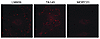 Evaluation of αvβ3 integrin localization in cultured canine endothelial cel