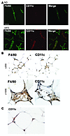 CD11c+ ATMs in SVF cultures and in adipose tissue from obese mice.