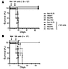 Higher susceptibility of LN metastases in a xenogeneic model of immunothera