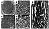 Nerve morphology is normal in septic rats with neuropathy.