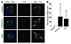 Confocal microscopy of TCR multimer staining following AAV-mediated transdu