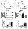 The mitochondrial-targeted antioxidant SS31 prevents the increase in mitoch