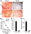 Type I IFNs play a critical role in adaptive immune responses to AAV.