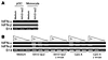 Activation of human pDCs by AAV is also mediated by TLR9.