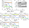 R3Mab inhibits Ba/F3 cell proliferation driven by WT and mutated FGFR3.