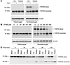 R3Mab decreases the steady-state level of disulfide-linked FGFR3S249C dimer