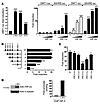 HIF-2α binds and trans-activates the human DMT1-1A promoter.