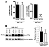 Decrease in hepatic hepcidin levels in intestine-specific Hif2a-knockout mi