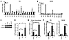 Klf4 expression is augmented by M2 and inhibited by M1 stimuli in macrophag