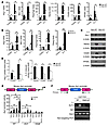 KLF4 is essential for IL-4–mediated macrophage M2 polarization.