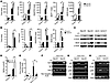 KLF4 deficiency enhances macrophage M1 polarization.