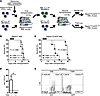 Generation of a Raptor-deficient murine AML model.